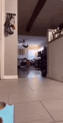 Cat Sniffing GIF - Cat Sniffing Flying GIFs