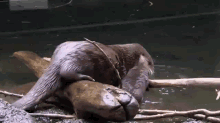 Tilly, Molalla'S Mom, Gives Swimming Lessons To Her New Baby River Otter. GIF - Otter Mother Baby GIFs
