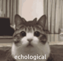 Echological Cat GIF - Echological Echo Cat GIFs