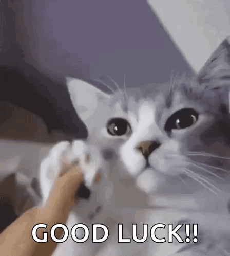 Good Luck Cat GIFs Tenor