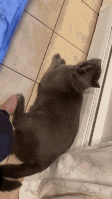 Cat Hooman GIF - Cat Hooman Feet GIFs