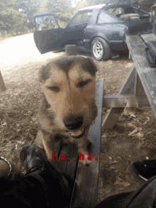 a dog sitting on a wooden picnic table with the word ha written in red