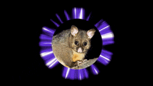 Possum Australian Possum GIF - Possum Australian Possum Glow GIFs