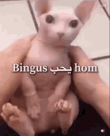 Bingus Hom GIF - Bingus Hom GIFs