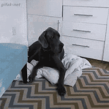 Hello! Baby Here To Remind You, Life Is Not Fair. GIF - Dogandbaby Dog Baby GIFs