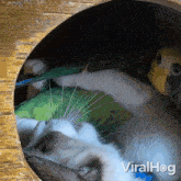 Looking At You Cat GIF - Looking At You Cat Parrot GIFs