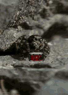 Bugs Spider GIF
