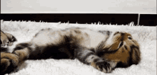 Cuteness Apparent Cat GIF - Cute Cat Sleepy GIFs
