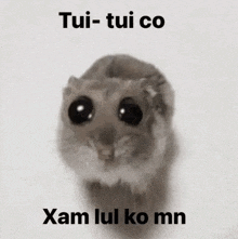 a picture of a hamster with a caption that says tui-tui co xam lul ko mn