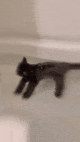 Cat Swimming GIF - Cat Swimming Poopsie GIFs