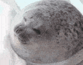a close up of a seal 's face with its mouth open