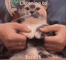 Ecco2k Cat GIF