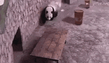 a panda bear is standing next to a wooden table in a zoo enclosure .