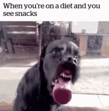 snacks dog diet