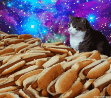 Hotdog Hotdogs GIF - Hotdog Hotdogs Cat GIFs
