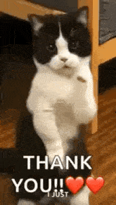 a black and white cat is standing on its hind legs and waving .