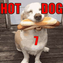 hot dog7 hd7