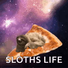 Sloth Lol GIF