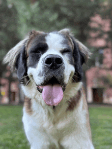Happy Dog GIF - Happy Dog GIFs
