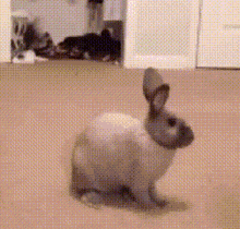 Smlbub Bunny Explode GIF - Smlbub Bunny Explode Bunny Explosion GIFs