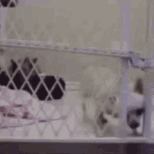 Dog Breaking Out GIF - Dog Breaking Out Desperate GIFs