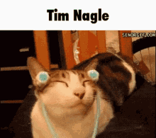 Tim Nagle Cat GIF - Tim Nagle Cat Happy GIFs