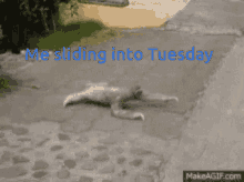 Sloth Tired GIF - Sloth Tired Exhausted GIFs