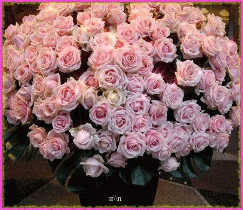 pink-large-bunch-pink-roses-tons.gif