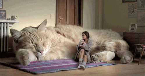 giant cat gif
