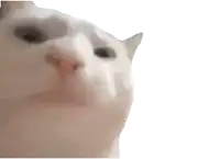 a close up of a cat 's face on a white background