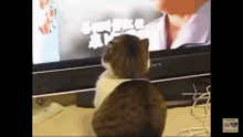 Cat Caught GIF - Cat Caught Watching GIFs