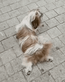 Mayo Dog Wiggle GIF - Mayo Dog Wiggle Happy Dog GIFs