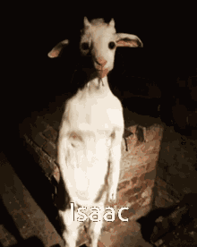 Standing_goat Goat GIF - Standing_goat Goat GIFs