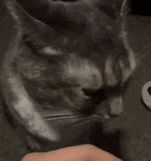 Cat Stare Stare Cat GIF - Cat Stare Stare Cat Funny Cat GIFs