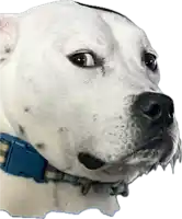 a white dog wearing a blue collar is looking at the camera