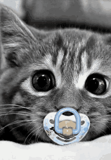 Pacifier Kitty GIF - Pacifier Kitty Cute GIFs