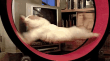 Work Workout GIF - Work Workout Cats GIFs