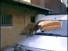 Cats Orgy GIF - Catts Orgy Car GIFs