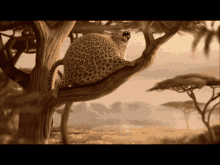 Leopard Animals GIF