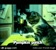 Cat Sewing GIF - Cat Sewing Pumpkin Patch GIFs