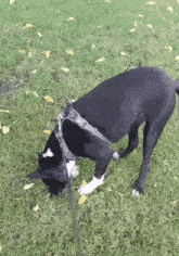 Touching Grass Rolling In Grass GIF