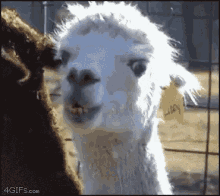Llama Stare GIF - Llama Stare Creepy GIFs