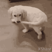 Cute Dog Doggy GIF - Cute Dog Doggy X Share GIFs