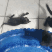 Cat Pancada GIF - Cat Pancada Lol GIFs