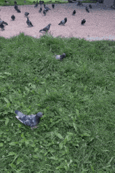 a flock of pigeons are standing in the grass near a brick sidewalk .
