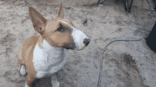 Nodding Bull Terrier GIF - Nodding Bull Terrier GIFs