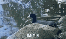 Marold Jamming GIF - Marold Jamming Bird GIFs