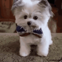 Puppy High Five GIF - Puppy High Five Give Me Five GIFs