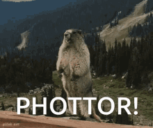 Phottor GIF - Phottor GIFs