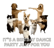 a group of dogs and cats are dancing together with the words it 's a birthday dance party just for you .